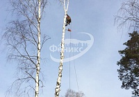 Спил деревьев