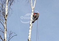 Спил деревьев