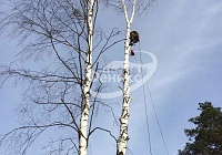 Спил деревьев