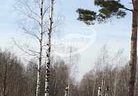 Спил деревьев